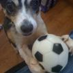 Roscoe