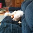Boomer snoozing
