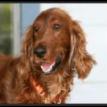 Red the Setter