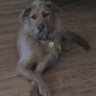 Teddy