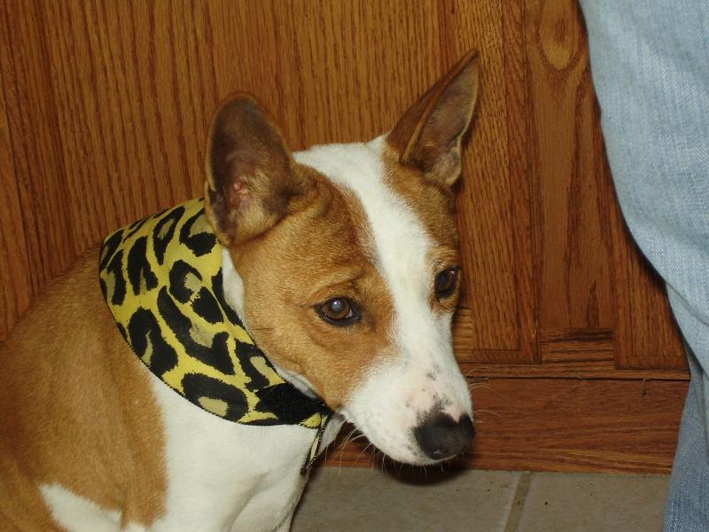 Ozzie the cowdog!