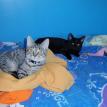 Kitty time!
